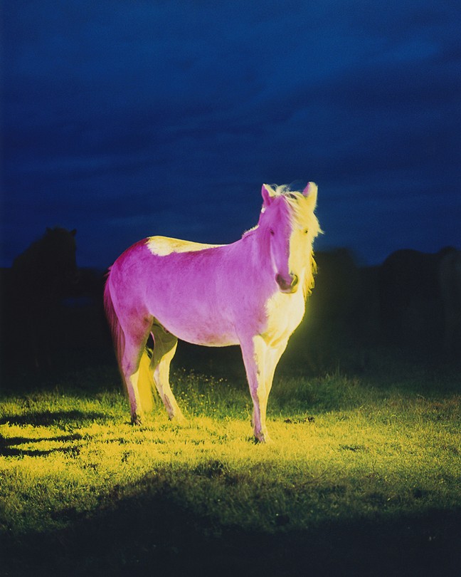 A white horse bathed in pink and yellow light stands in the middle of a grassy field, against the night sky. It stares directly at the viewer.