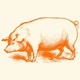 An orange illustration of a pig