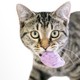 a gray tabby cat stares directly into the camera, holding a fuzzy, squishy purple toy in its mouth