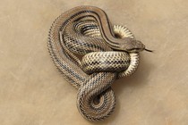 a beige snake twisted around itself against a beige background