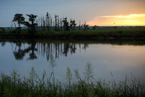 The sun rises on a "ghost forest" near the Savannah River in Port Wentworth, Georgia