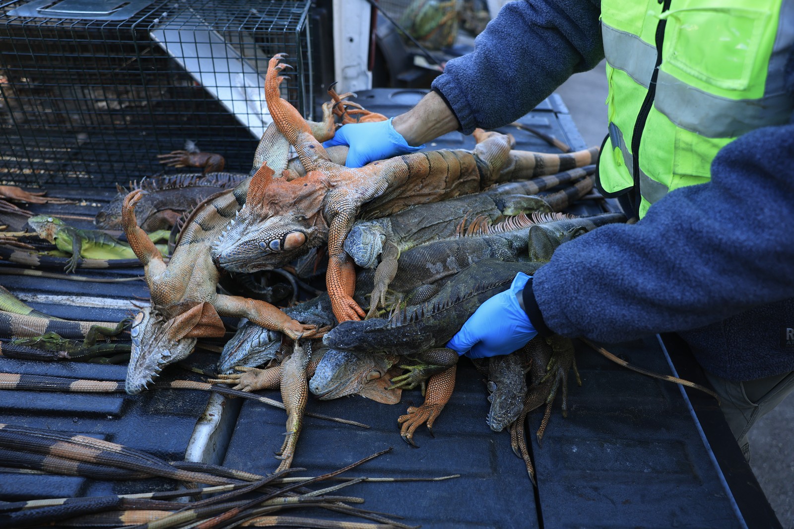 A person gathers a half-dozen stunned iguanas from the back of a pickup truck.