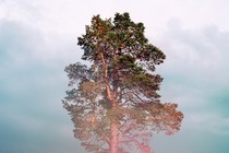 a tall thin tree against a cloudy sky, with a pink haze on the lense