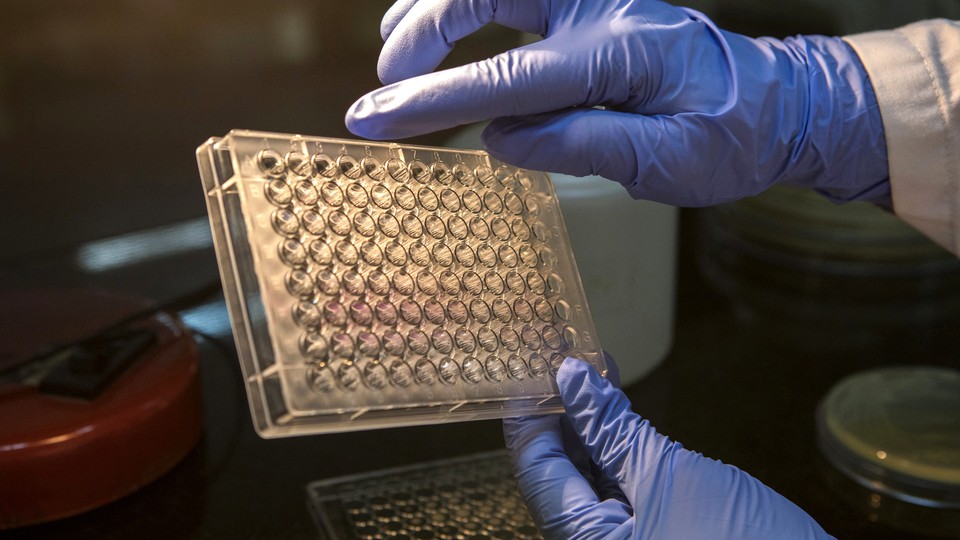 Samples of bacteriophage are prepared in a test-tube tray.