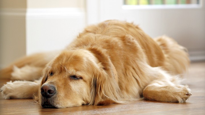 Dog Neutering Has Health Risks for Certain Breeds - The Atlantic