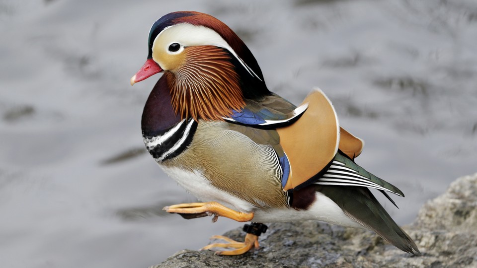 A Mandarin duck in Central Park