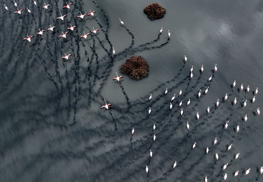 An aerial view of flamingos and their tracks in a large body of water