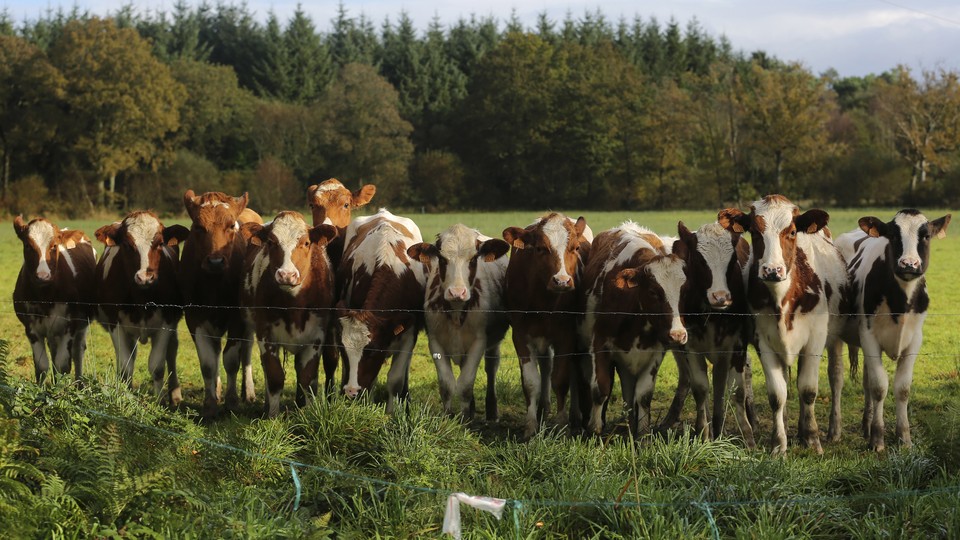 A group of cows looks forward.