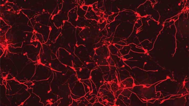 Mouse neurons