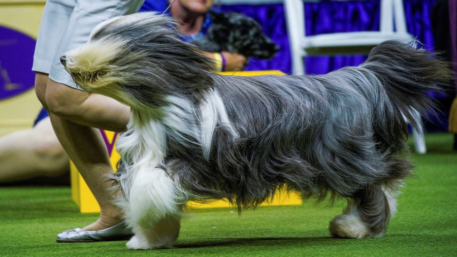 A dog runs, making the wind blow its long hair back from its face.