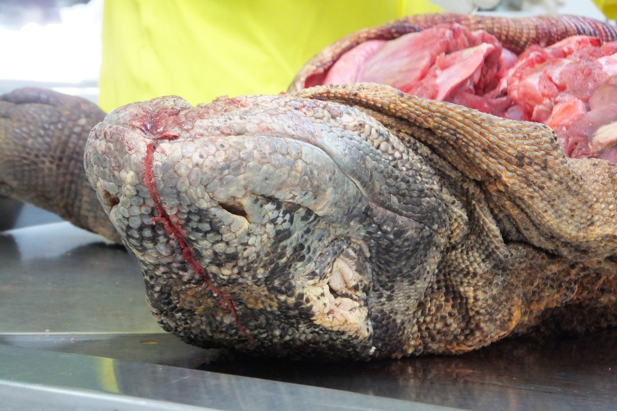 What It's Like To Watch A Komodo Dragon Dissection - The Atlantic