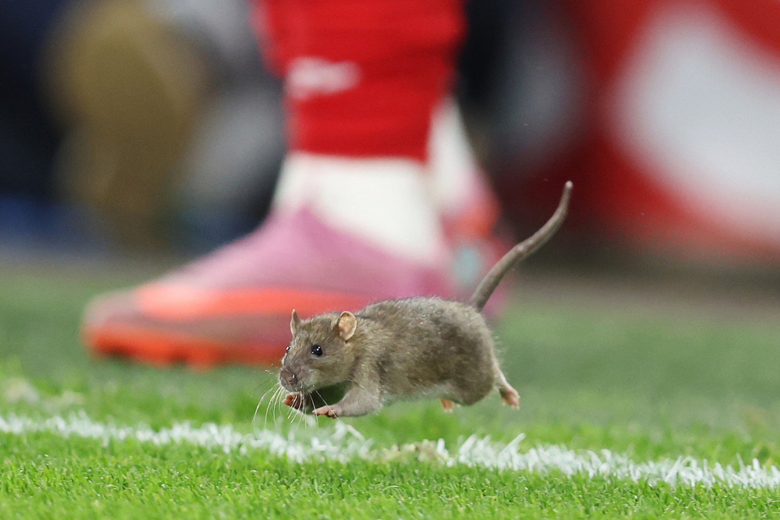 A rat runs onto the pitch during a soccer match.