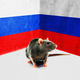 A rat stands in a corner painted with the white, blue, and red stripes of the Russian flag.