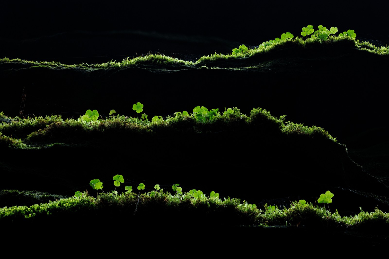 Backlit moss and small plants along rock ledges