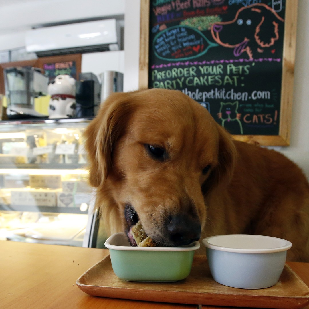 Why Do Dogs Like To Drink Rainwater