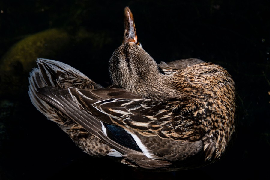 A duck leans its head way back, its bill pointing upward.