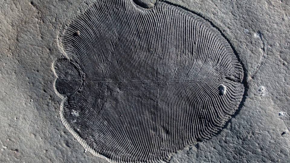 A Dickinsonia fossil