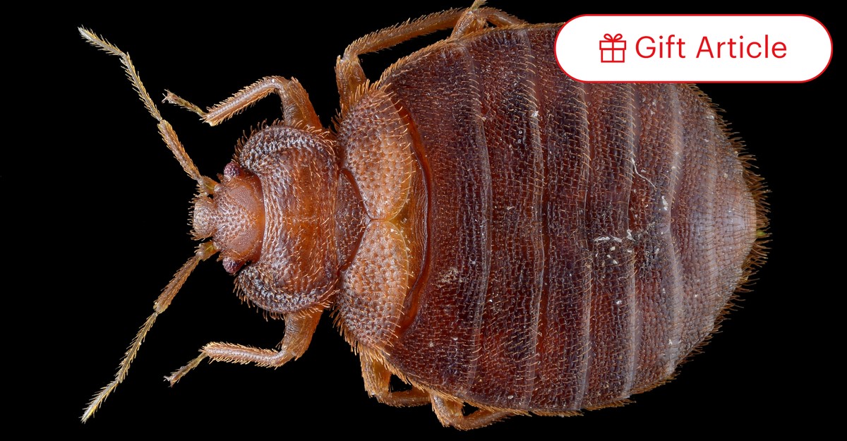 Bed bugs light sensitive sale