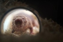 a naked mole rat moving toward the camera through a small tunnel