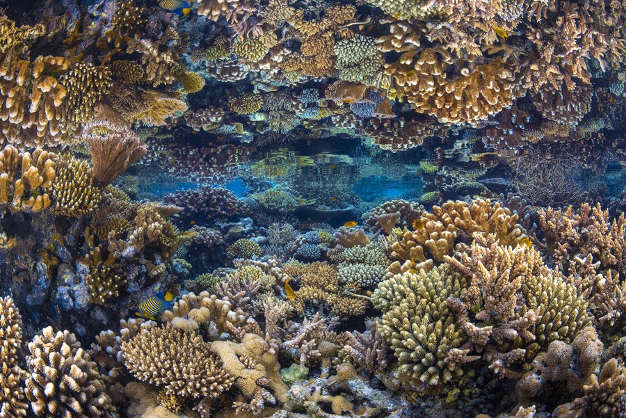 Un arrecife de coral se refleja perfectamente en la superficie del agua, vista desde debajo del agua.