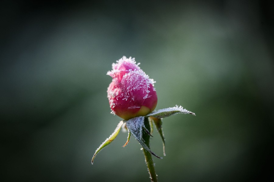 A frost-covered rosebud