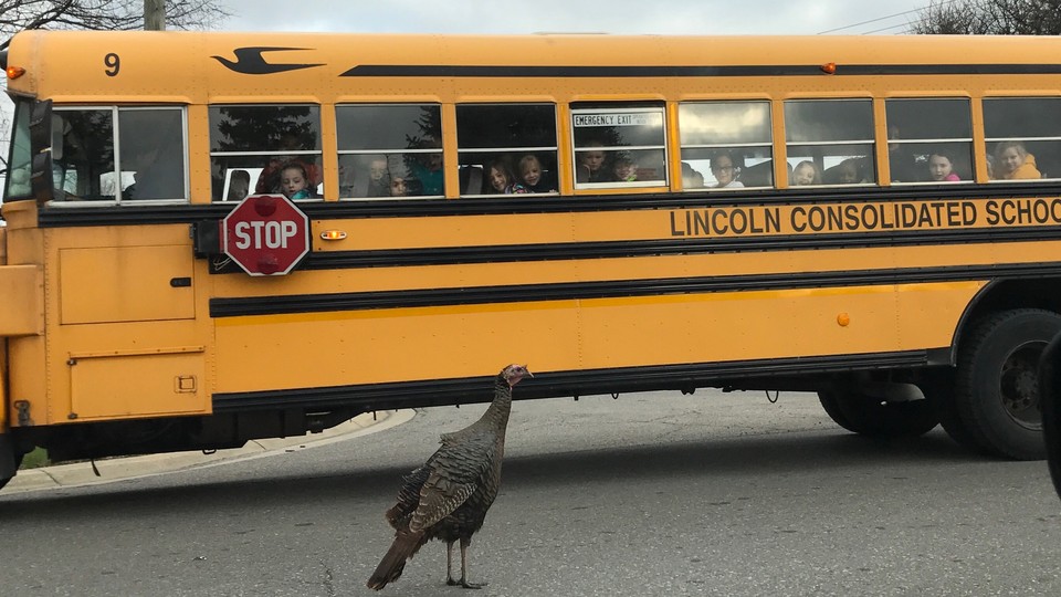 Children look out from a school bus at Whittaker the turkey, standing in the road in Ypsilanti, Michigan.