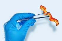 A piece of bacon between lab tweezers