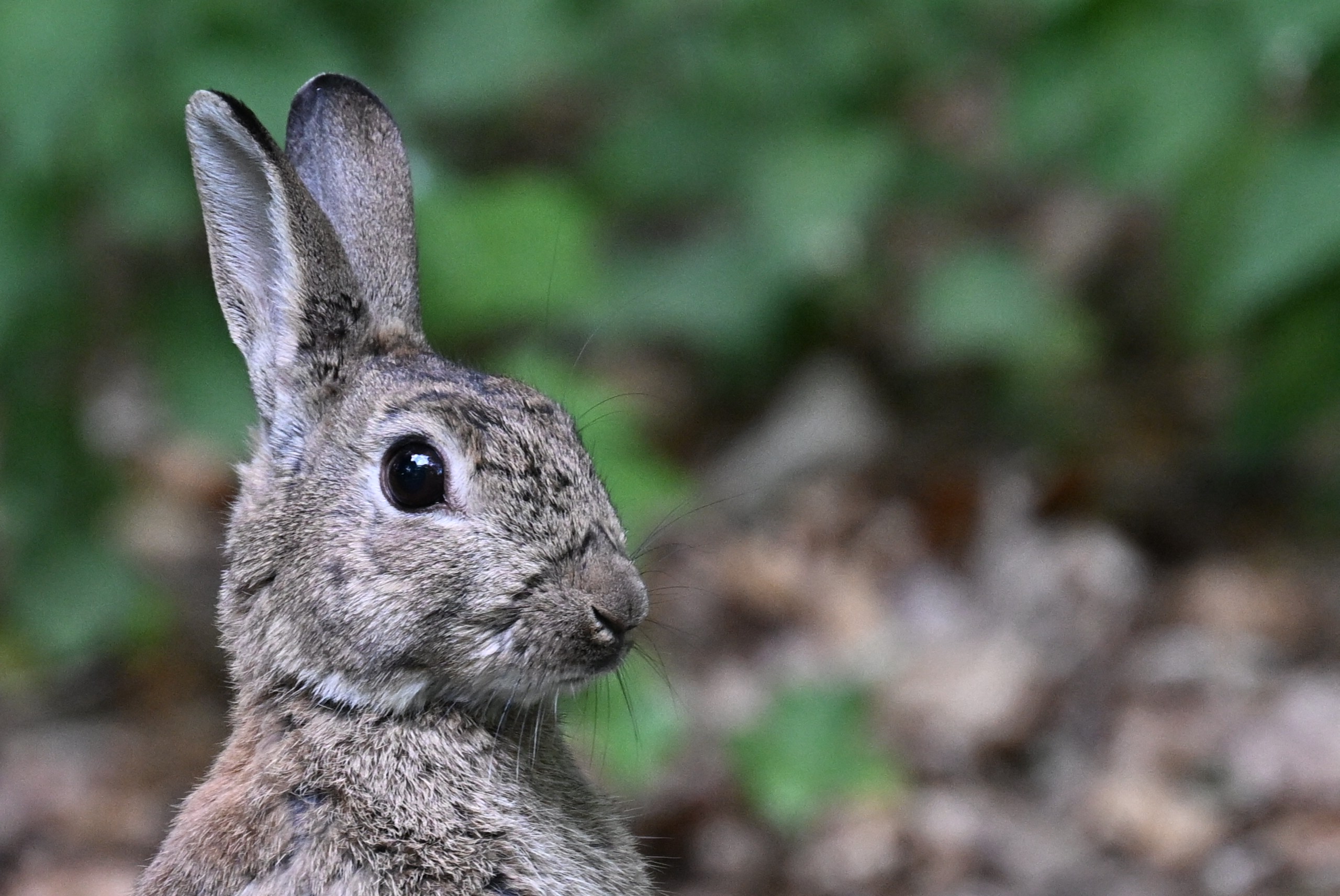 A rabbit, seen close up