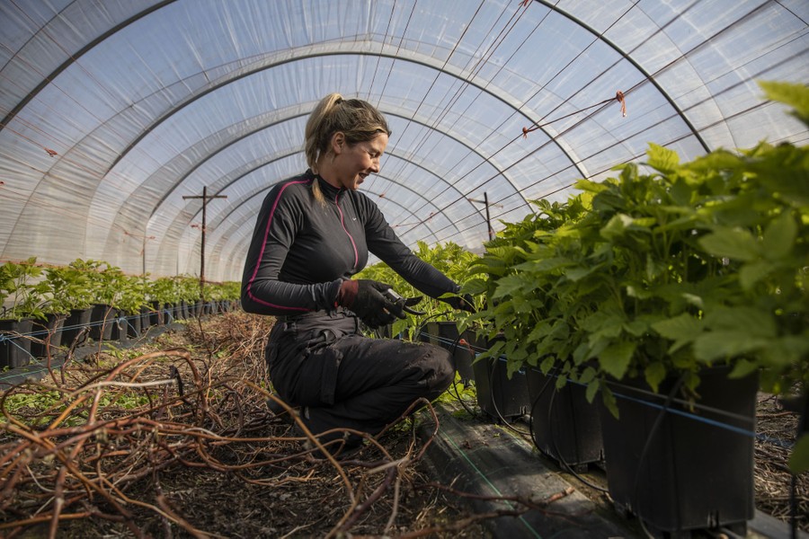 Photos The Essential Work of Farmers The Atlantic