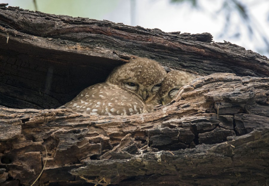 Photos: Superb Owl Sunday VI - The Atlantic