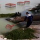 Workers in Basra, Iraq, clean polluted water.