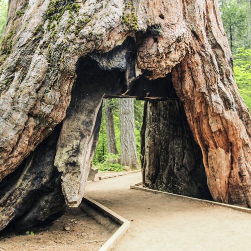 Drive Through Redwoods Are Monuments To Violent Deforestation The Atlantic - Did The Chandelier Tree Fall Down Drive Through Redwoods Are Monuments To Violent Deforestation The Atlantic - Did The Chandelier Tree Fall Down