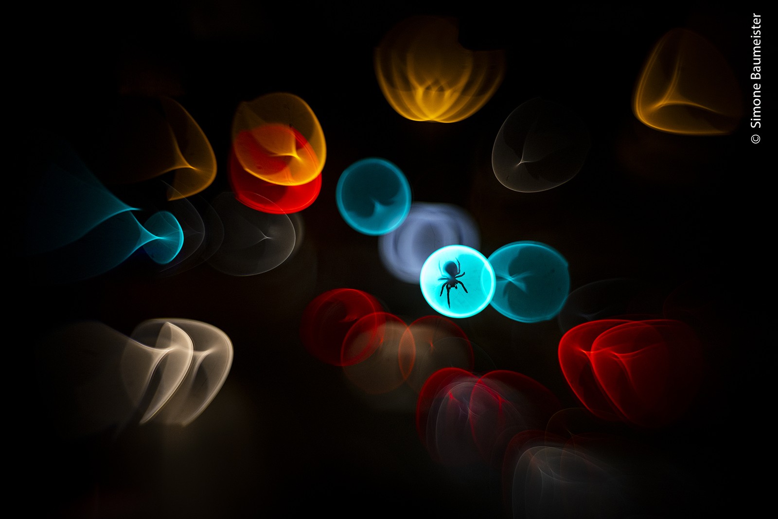 An orb weaver spider on its web, silhouetted by colorful lights