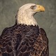 portrait of a bald eagle looking to the right and perched on a branch