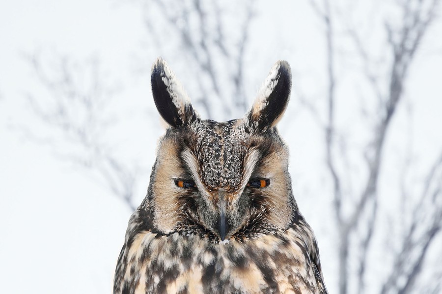 A long-eared owl looks down toward the camera.