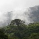 The treetops of a Costa Rican forest