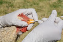 Swabbing a rooster to test for avian influenza