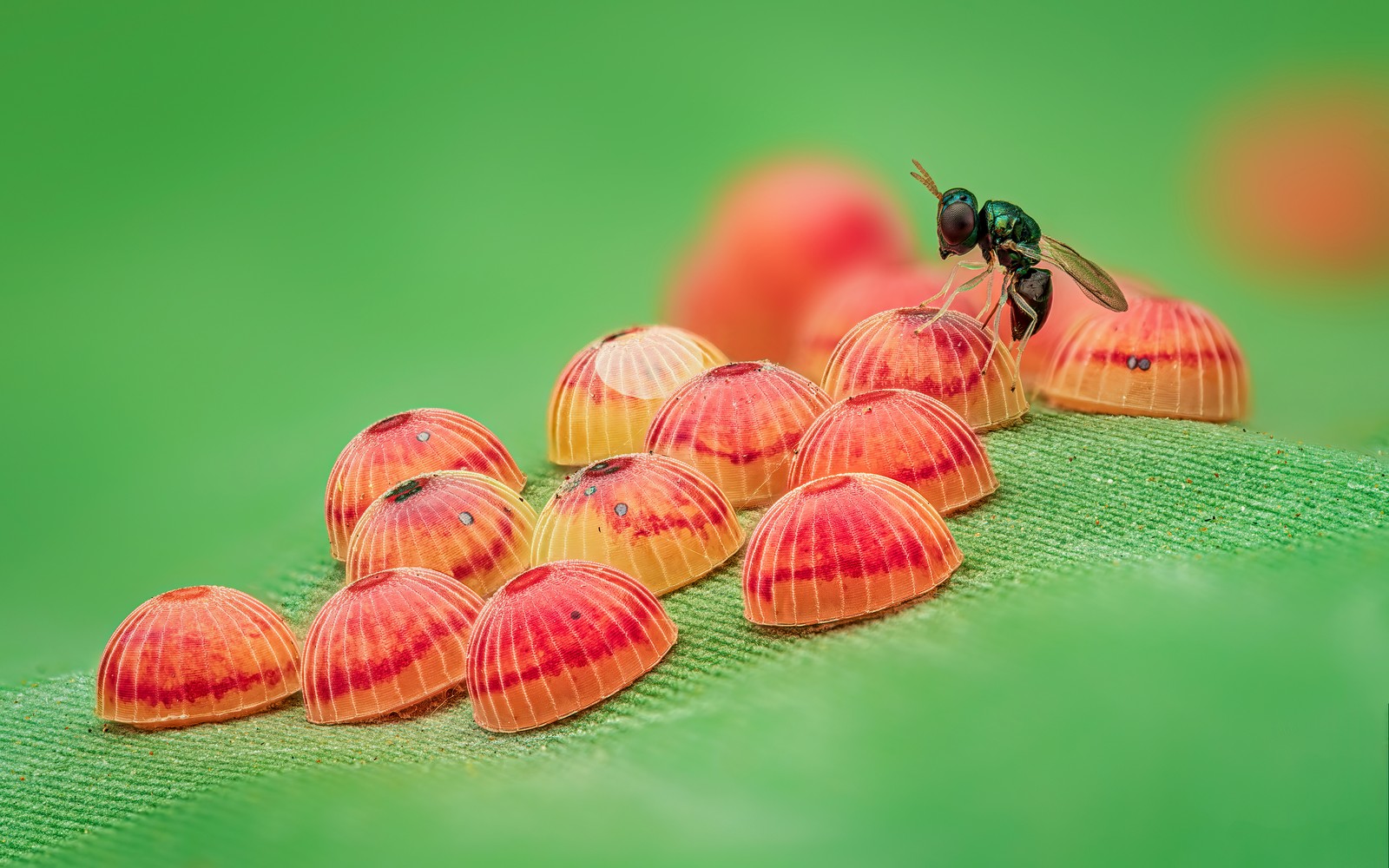 A small parasitic wasp perches on one of several half-dome-shaped butterfly eggs on a leaf.