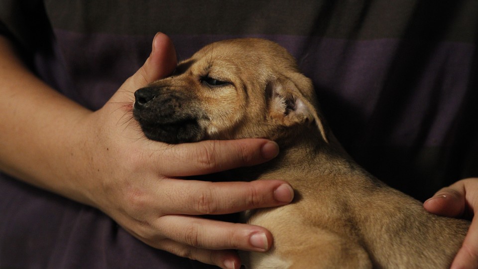 A man's arms holding a puppy