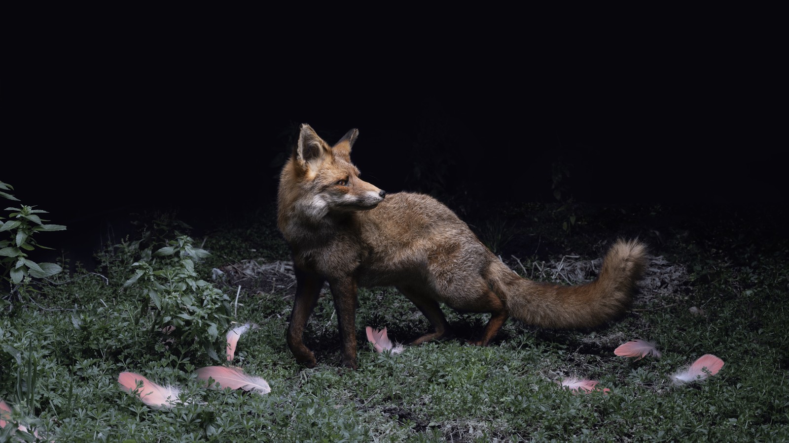 A fox standing on a sidewalk next to a bush. Fox animal wildlife