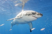 A great white shark