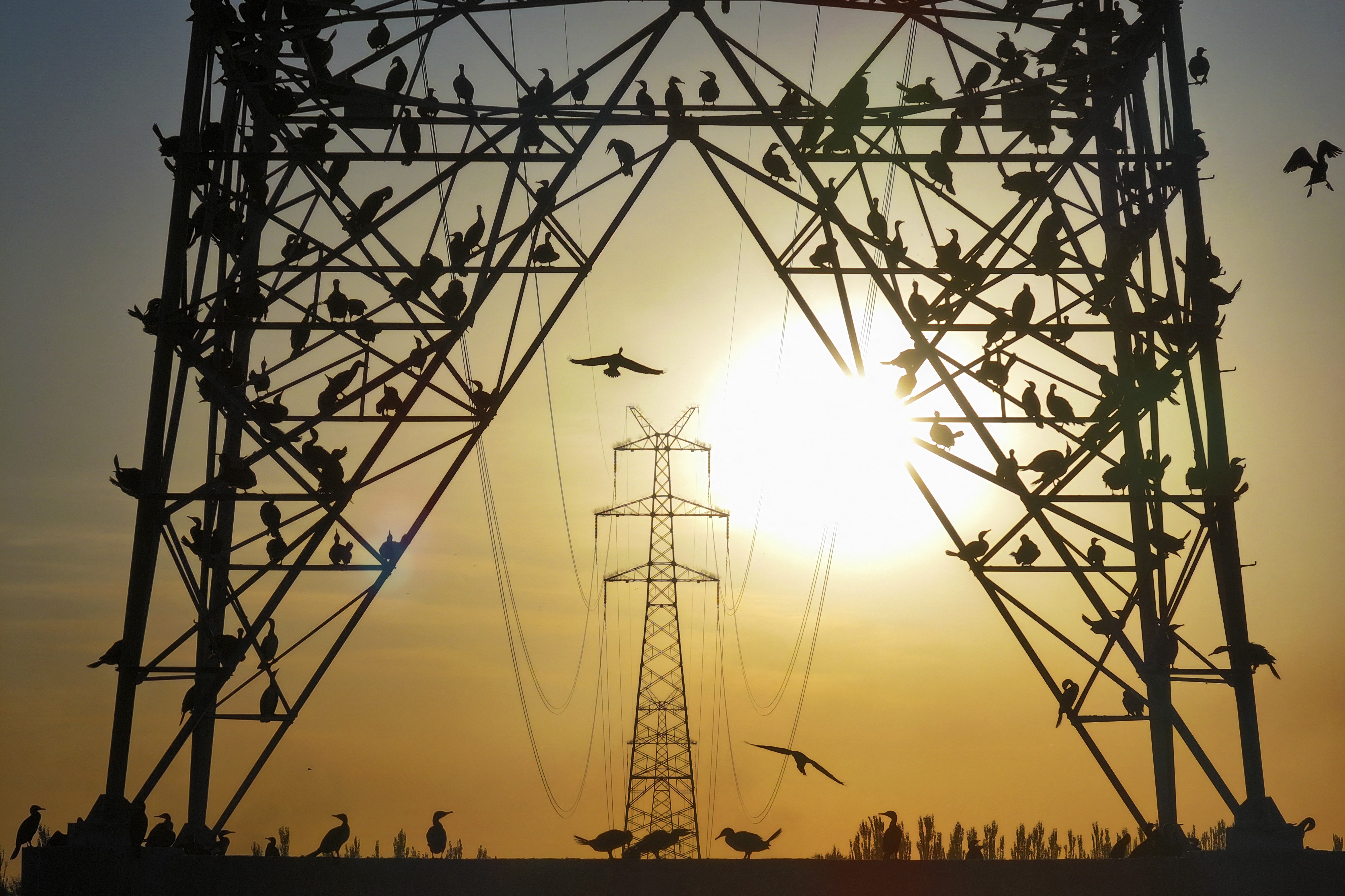 Many birds perch on a power transmission tower.