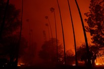 A line of palm trees against an orange sky resulting from flames along the ground in L.A.