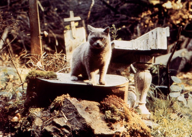 Fotograma de gato de Pet Sematary