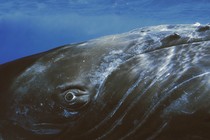 close up of whale