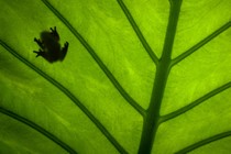 The silhouette of a frog sitting on a big green tree leaf