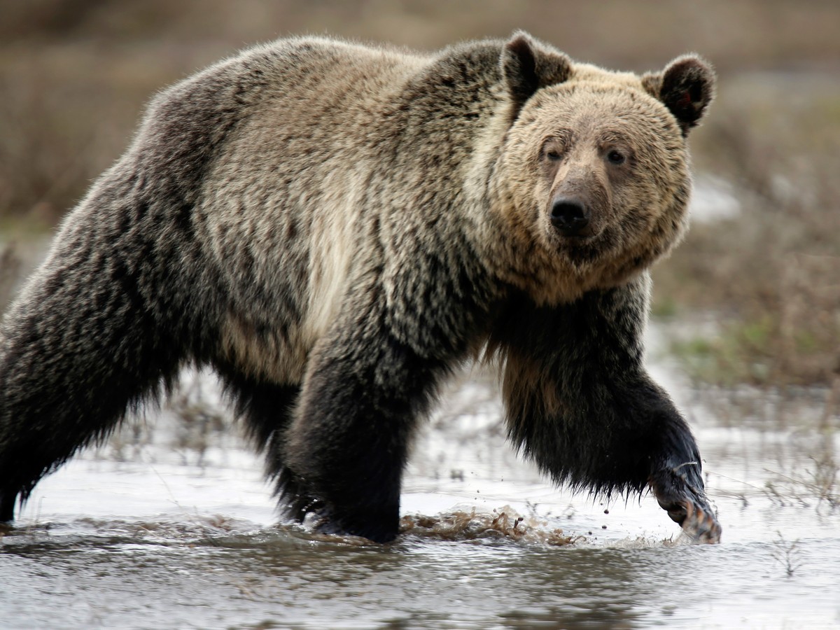 Grizzly and black bear activity picks up in Northwest Montana, News