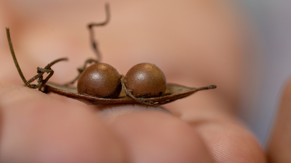 A leaf with two pea-sized nodules growing on it