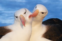 black-browed albatrosses in the Falklands