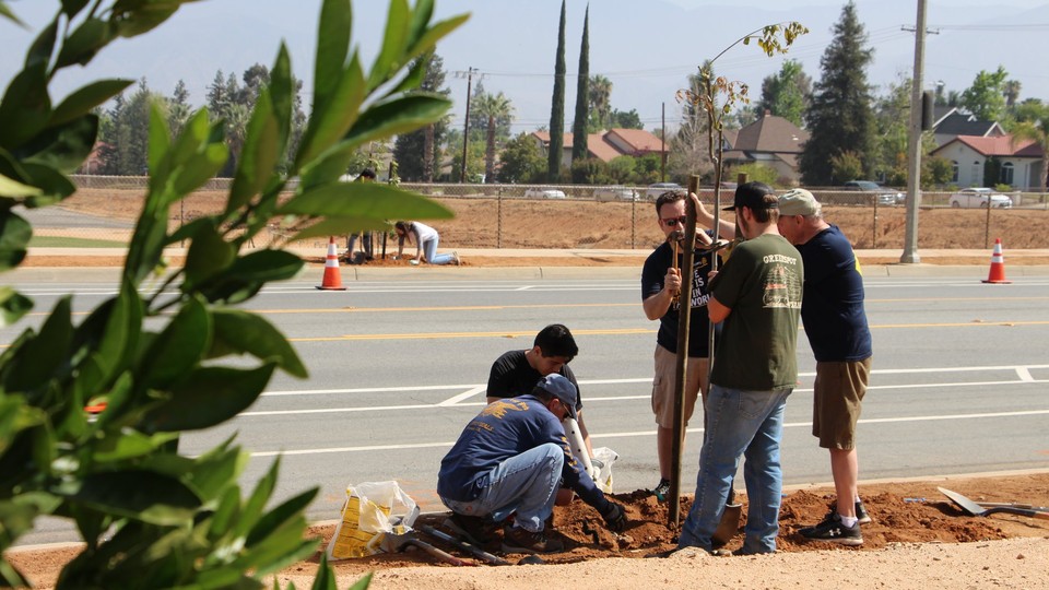 Planting trees as part of a green initiative in the southern California town of Redlands.